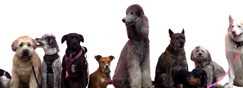 Doggy's